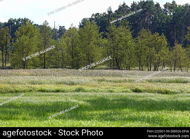 31 August 2022, Brandenburg, Oranienburg: Landscape with forest and meadow in the moor near the Möllmer Seewiesen. Federal Environment Minister Lemke presented...