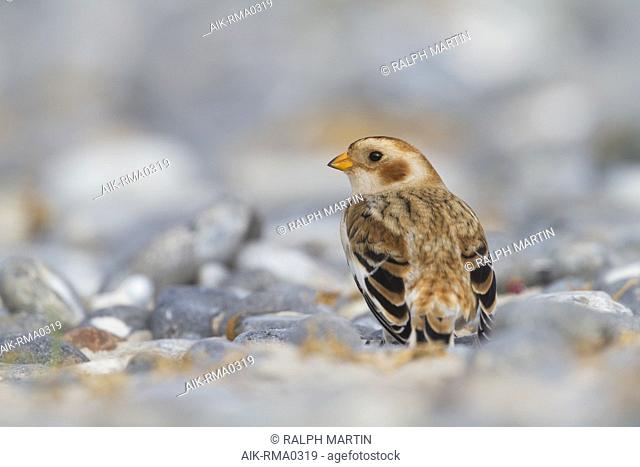 Snow Bunting (Plectrophenax nivalis nivalis) resting on a beach on a Wadden Island in northern Germany. Seen on the back