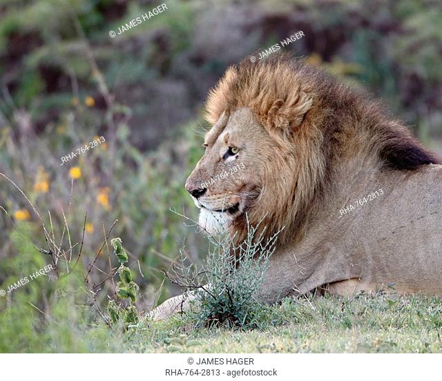 Lion Panthera leo, Ngorongoro Crater, Tanzania, East Africa, Africa