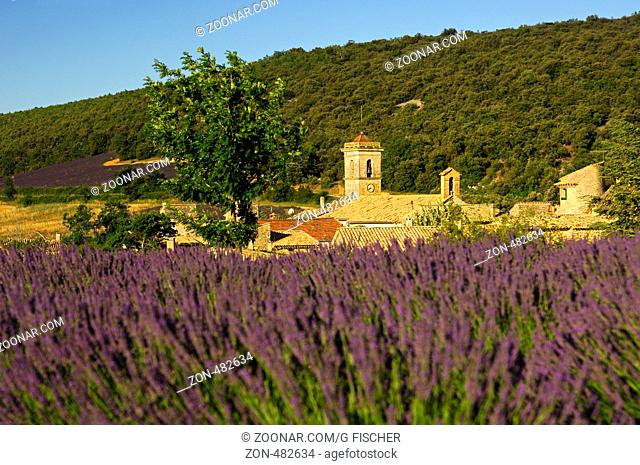 Provence Dorf Montsalier hinter einem Lavendelfeld, Frankreich / Provence village Montsalier hidden behind a field of lavender, Provence, France