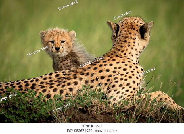 Cheetah cub sits behind mother on mound