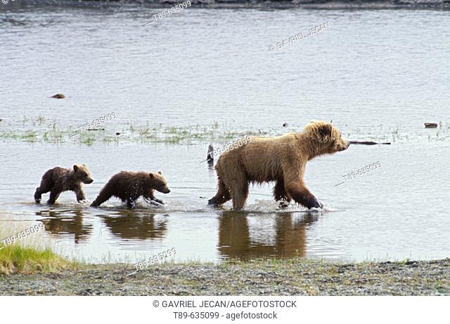 North America, USA, Alaska, Katmai National Park. Brown bear mother and spring cubs (Ursus arctos) crossing the river