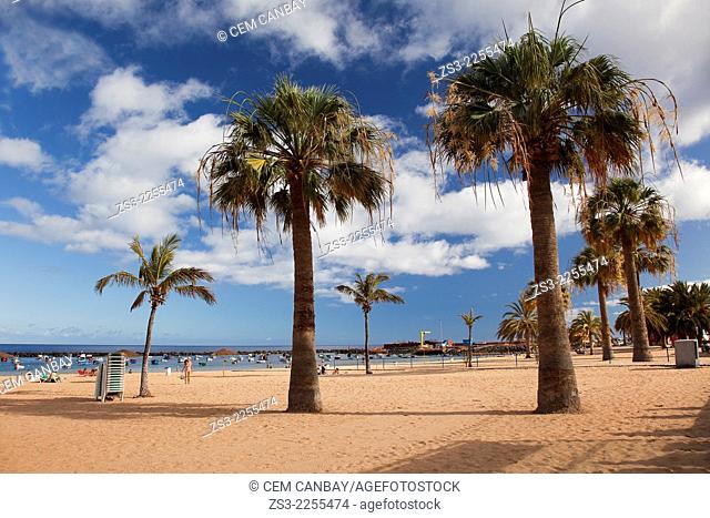 Palms in Playa de las Teresitas beach, Santa Cruz, Tenerife, Canary Islands, Spain, Europe
