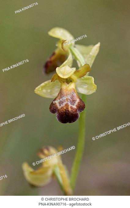 Ophrys fusca subsp. vasconica - Ile d’ Oleron, La Gaconnière, Charente-maritime, Poitou-Charentes, France, Europe