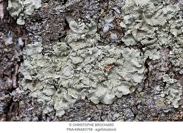 Common greenshield lichen Flavoparmelia caperata - La Chapelle-Achard, Vendee, Pays de la Loire, France, Europe