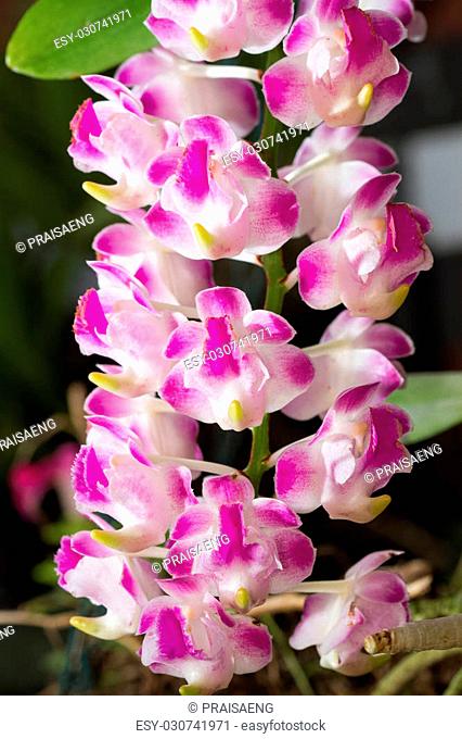fragrant orchid flowers in the botanic garden