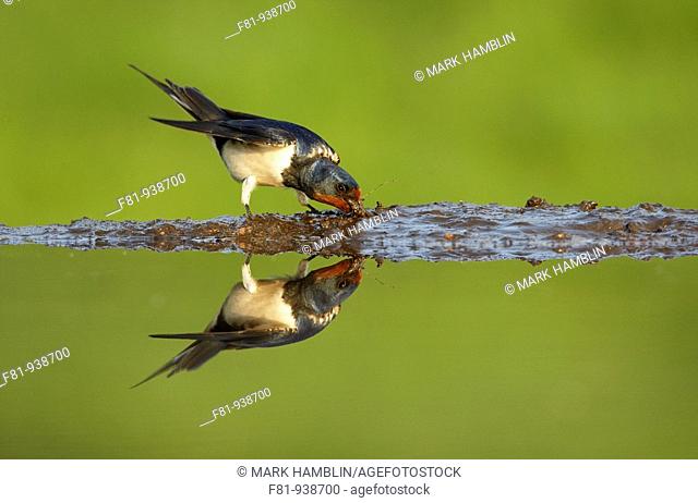 Swallow Hirundo rustica adult collecting mud from edge of pond  UK  May 2008