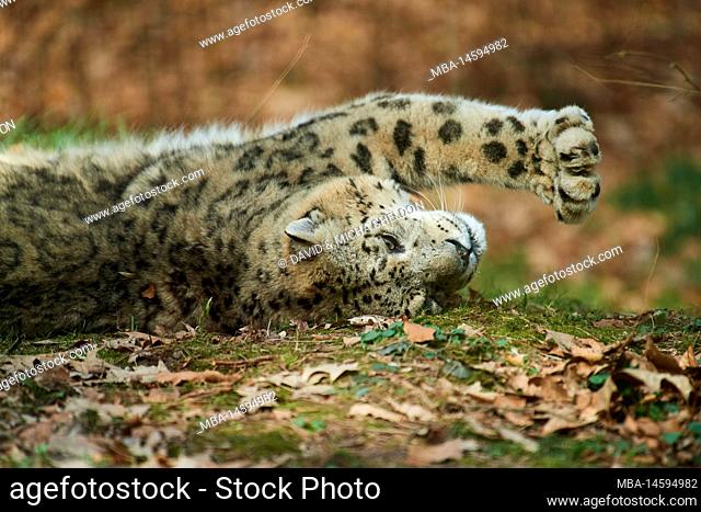 Snow leopard (Panthera uncia) lying in the meadow and stretching, captive, Bavaria, Germany