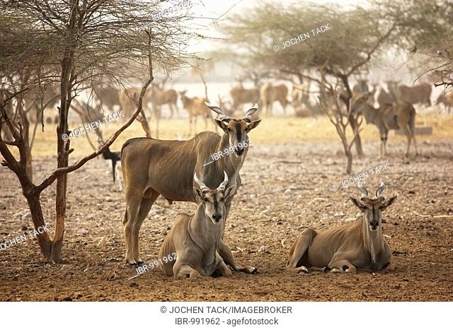 Eland antelope, (Traqelaphus oryx), Sir Bani Yas Island, private game reserve in the Persian Gulf with over 10000 steppe animals, near Abu Dhabi