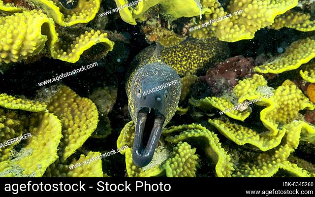 Yellow Edged Moray Eel (Gymnothorax flavimarginatus) peeks out of its Lettuce coral or Yellow Scroll Coral (Turbinaria reniformis) . Close-up