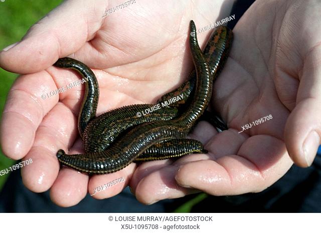 Biopharm (UK) which breeds European Medicinal Leeches with manager
