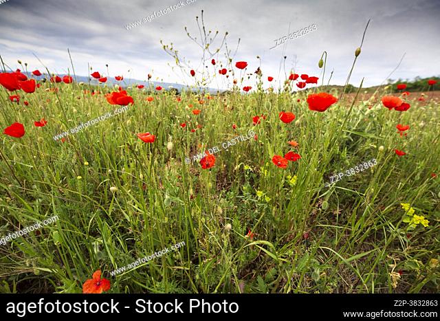 Beautiful flowering meadow with poppies and daisies on a cloudy afternoon cereal plantation Gudar mountains in Teruel Spain