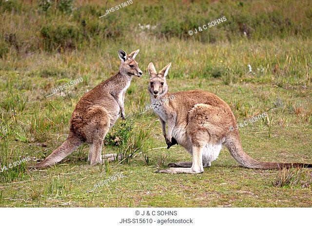Eastern Grey Kangaroo, (Macropus giganteus), adult couple alert, Wilson Promontory Nationalpark, Victoria, Australia
