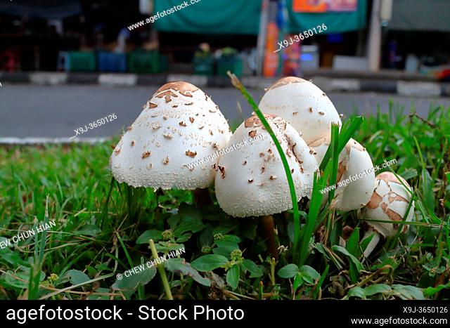 Fungus on road site, Parasol mushroom, basidiomycete fungus, macrolepiota procera