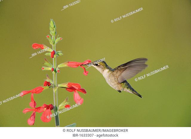 Ruby-throated Hummingbird (Archilochus colubris), female feeding on blooming Red Sage (Salvia sp.), Sinton, Corpus Christi, Coastal Bend, Texas Coast, USA