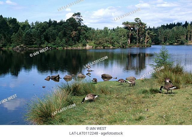 Tarn Hows is an area within the Lake District National Park which contains a tarn. A tarn is a mountain lake, or pool formed by a glacier in a cirque