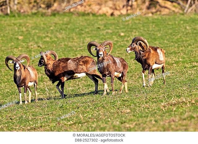 France, Haute Saone, Private park, Mouflon Rams Ovis ammon musimon, males
