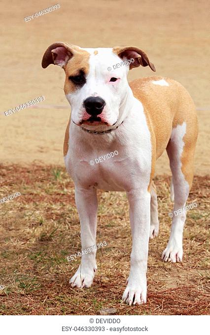 dog breed American Staffordshire Terrier a close-up