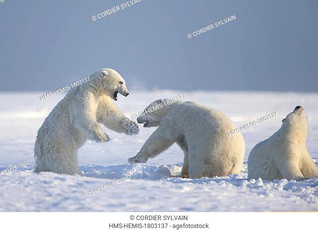 United States, Alaska, Arctic National Wildlife Refuge, Kaktovik, Polar Bear( Ursus maritimus ), subadults playing along a barrier island outside Kaktovik