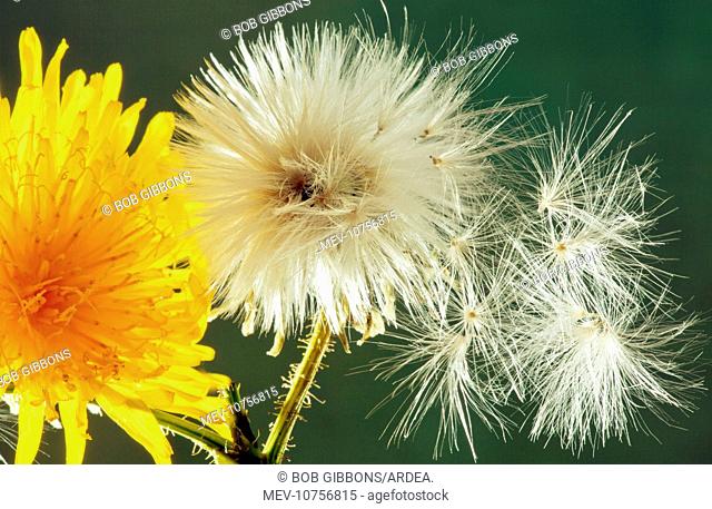 Perennial Sow-Thistle - in flower with seed heads (Sonchus arvensis)