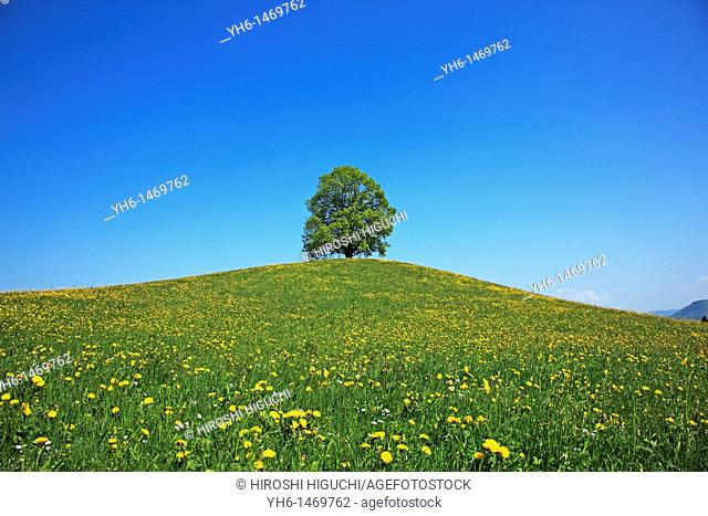 Single tree on a hill, Switzerland, Canton Zug, Menzingen