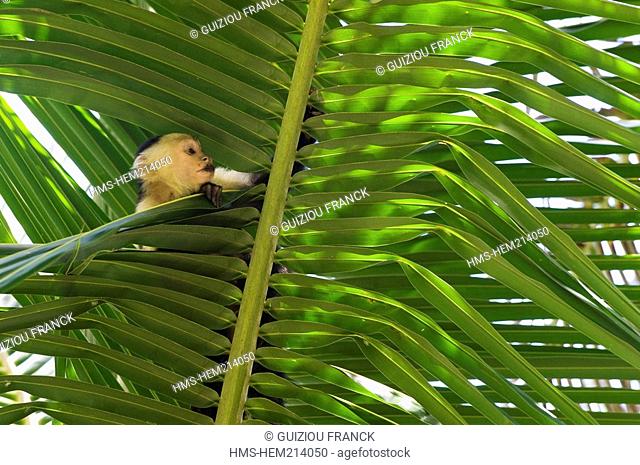 Costa Rica, Limon Province, Caribbean coast, Cahuita National Park, white-faced Capuchin Monkey Cebus capucinus