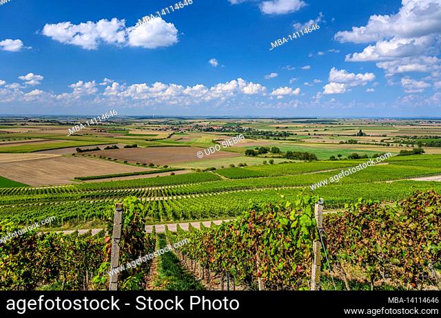 germany, bavaria, lower franconia, franconian wine country, market seinsheim, wine landscape with town view, view near weinparadise barn