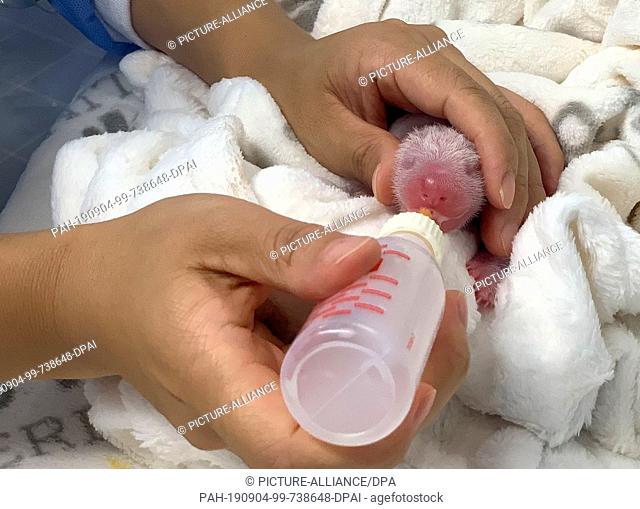 31 August 2019, Berlin: A Panda young animal is fed with pumped milk from Meng Meng. After the offspring had lost some weight in the first two days after birth