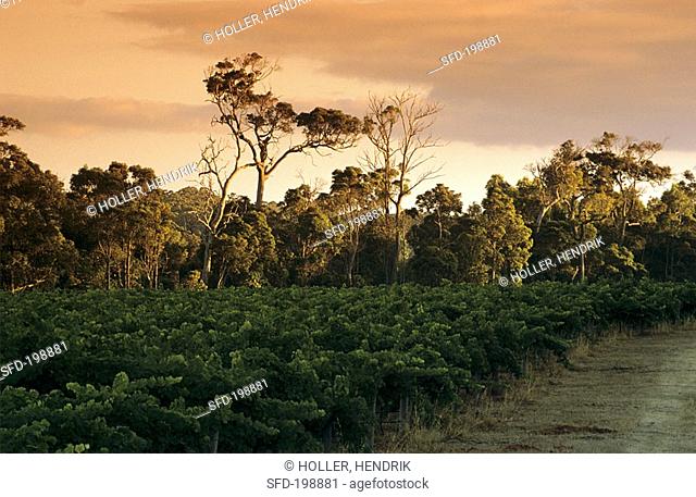 Cape Mentelle, wine region in Margaret River, Australia