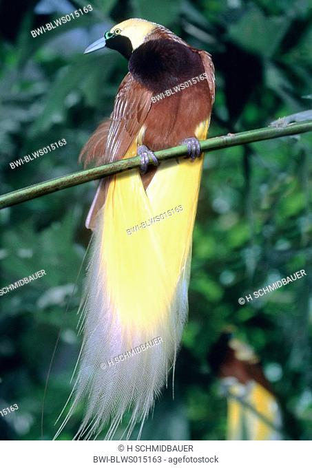 lesser bird of paradise Paradisaea minor, sitting on a branch