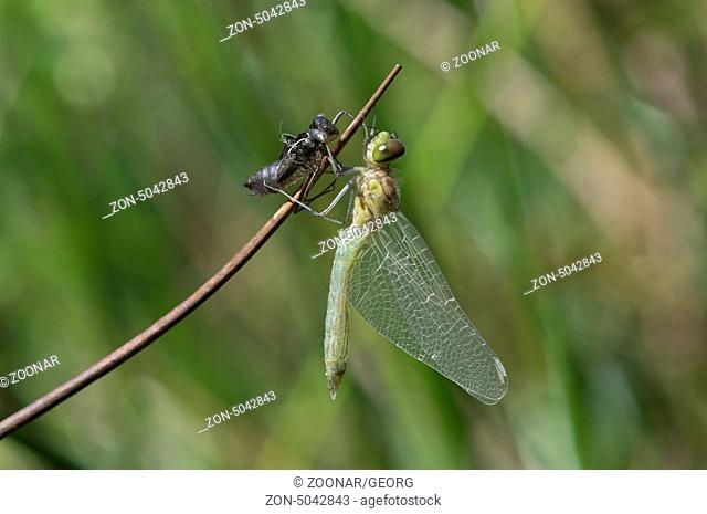 Frisch geschlüpfte Sumpf-Heidelibelle (Sympetrum depessiusculum) mit Exuvie (leere Larvenhülle), Segellibellen (Libellulidae)