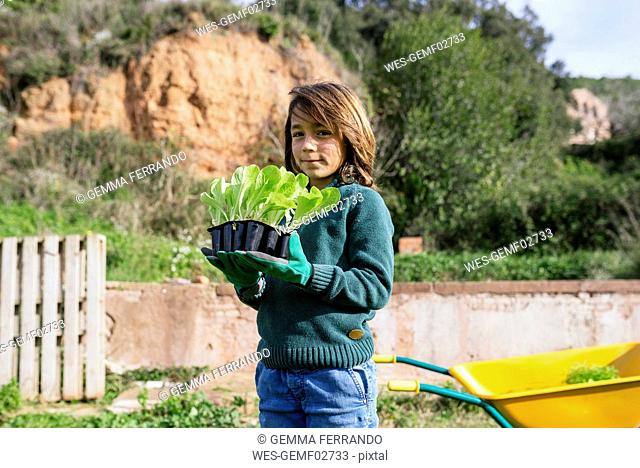 Boy holding lettuce seedlings in a vegetable garden