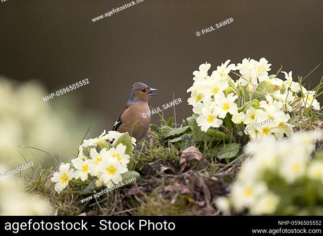 Common Chaffinch (Fringilla coelebs) adult male standing among Common Primrose (Primula vulgaris) flowers, Suffolk, England, March, Credit:Paul Sawer / Avalon
