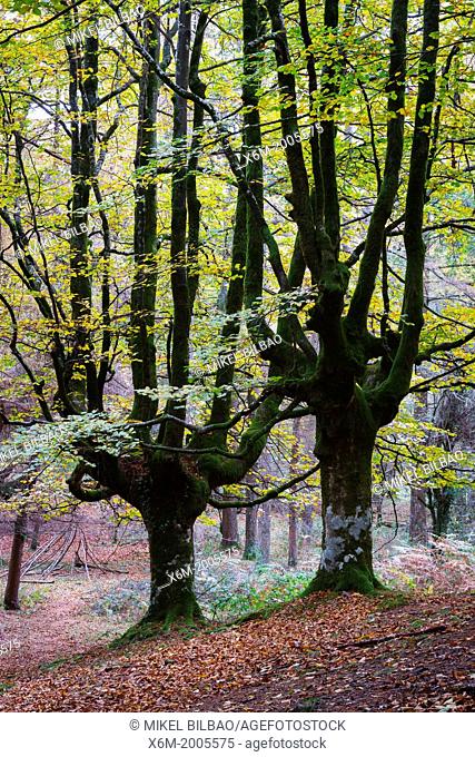 Otzarreta beechwood. Gorbeia Natural Park. Biscay, Basque Country, Spain, Europe