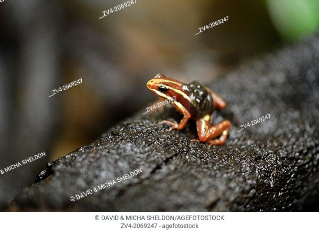 Close up of a phantasmal poison frog (Epipedobates tricolor) sitting on the ground