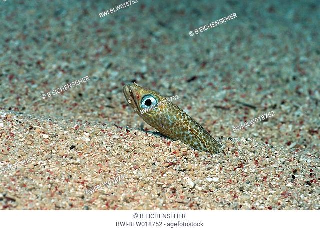 Red sea garden eel Gorgasia sillneri, Jul 99