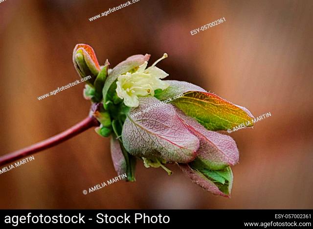 Macro of honeyberry blossoms on a branch tip