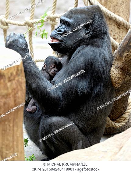 A gorilla young was unexpectedly born in the Prague zoo on Saturday, April 23, director Miroslav Bobek wrote on his Facebook