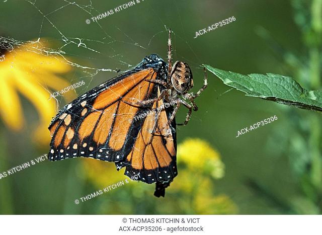 Monarch butterfly Danaus plexippus trapped by spider, summer, North America