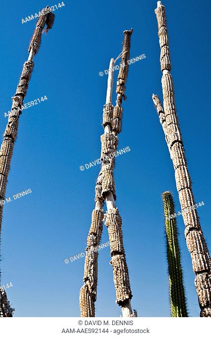 Organ Pipe Cactus (Stenocereus thurberi) Skeleton, Organ Pipe Cactus National Monument, AZ