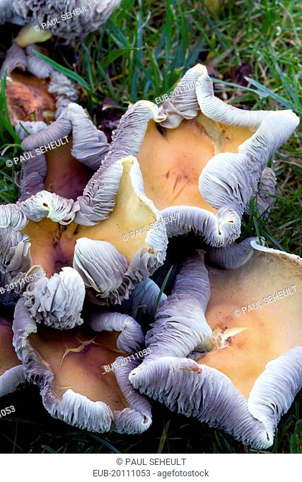 Toughshank Rhodocollybia curled rim fungi growing in the grass of a garden lawn in autumn