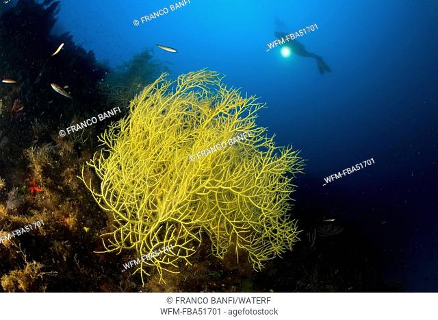 Scuba Diver with yellow Gorgonia, Leptogorgia sarmentosa, Marettimo, Aegadian Islands, Sicily, Mediterranean Sea, Italy
