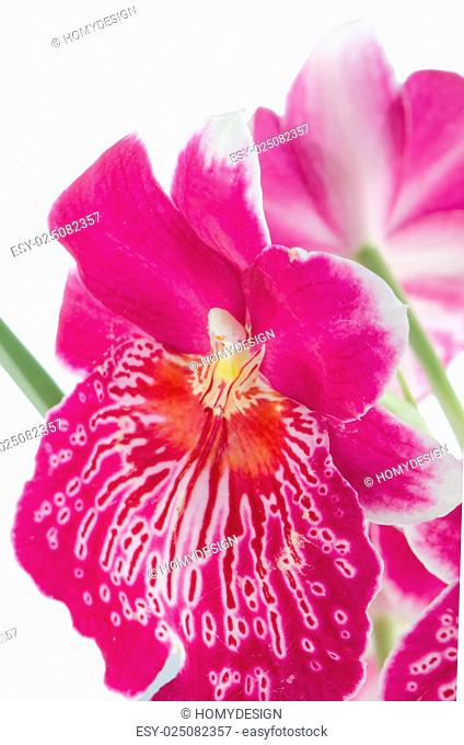 Closeup of beautiful Pansy Orchid - Miltonia Lawless Falls flowers