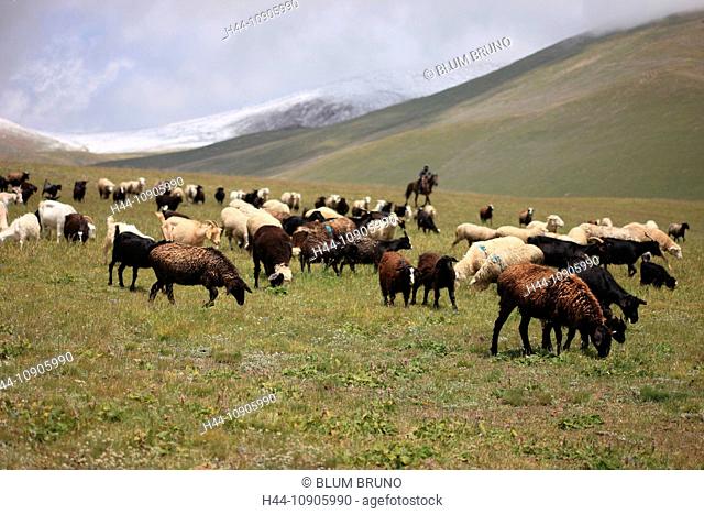 herd, flock, drove flocks. sheep, goat, lamp, shepherd, animals, livestock, pasturage, horseman, Kyrgyzstan, Central Asia, Terskej Alatau, Tianshan, silk road