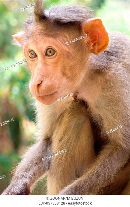 Indian macaques, bonnet macaques, or (lat. Macaca radiata)