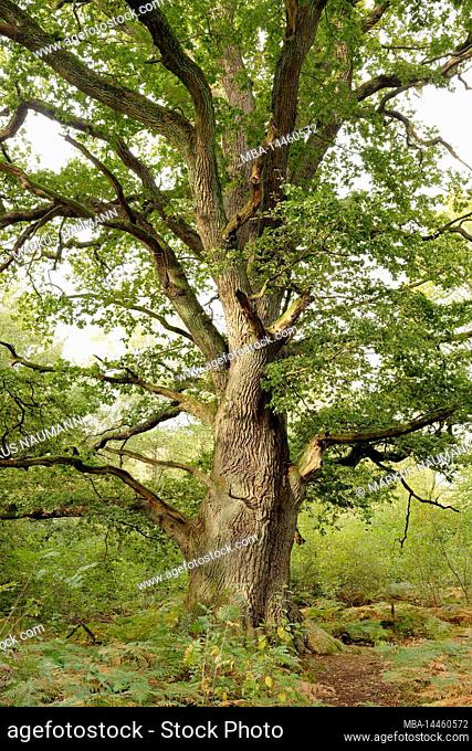 Europe, Germany, Hesse, Reinhardswald, nature reserve, primeval forest Sababurg, tree, oak, Rapp oak named after Hermann-Josef Rapp former deputy head of the...