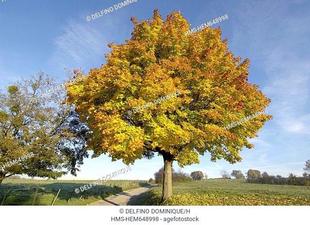 France, Doubs, Brognard, maple in autumn