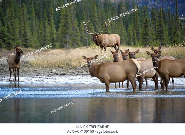 Male and Female Elk, Cervus canadensis nelsoni, Rocky Mountains, Alberta, Canada