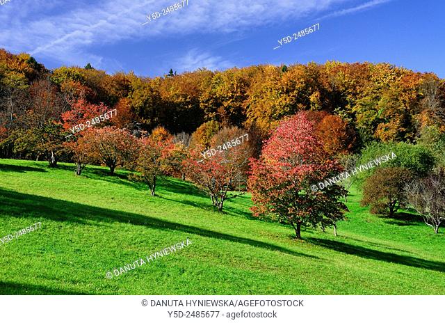 Europe, Switzerland, canton Vaud, Morges district, Aubonne, Arboretum du Vallon de l'Aubonne