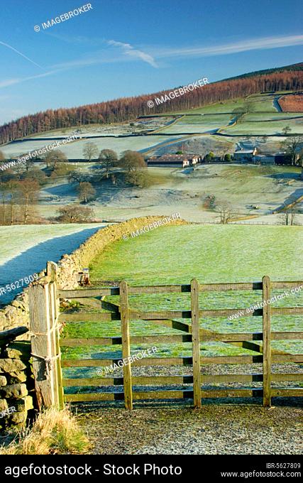 View of gate, drystone walls, trees and farm buildings on hillside, frosty morning, Barden, Wharfedale, Yorkshire Dales N.P